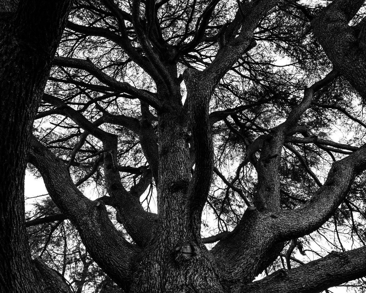 Past tree. Дерево черно белое. Черное дерево. Дерево черно белое фото. Дерево ч/б.
