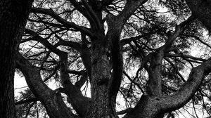 Preview wallpaper tree, branches, bw, nature