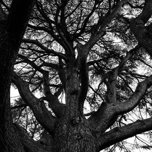 Preview wallpaper tree, branches, bw, nature