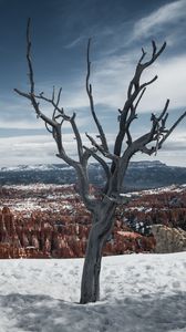 Preview wallpaper tree, branches, canyon, snow, winter