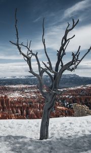 Preview wallpaper tree, branches, canyon, snow, winter