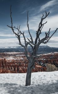 Preview wallpaper tree, branches, canyon, snow, winter