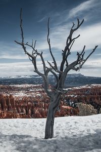 Preview wallpaper tree, branches, canyon, snow, winter