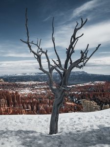 Preview wallpaper tree, branches, canyon, snow, winter