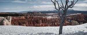 Preview wallpaper tree, branches, canyon, snow, winter