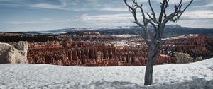 Preview wallpaper tree, branches, canyon, snow, winter