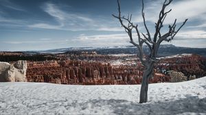 Preview wallpaper tree, branches, canyon, snow, winter