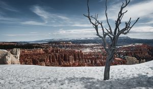 Preview wallpaper tree, branches, canyon, snow, winter