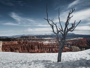 Preview wallpaper tree, branches, canyon, snow, winter