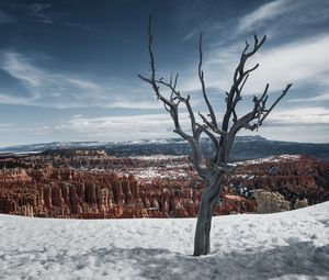 Preview wallpaper tree, branches, canyon, snow, winter