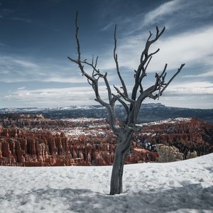 Preview wallpaper tree, branches, canyon, snow, winter