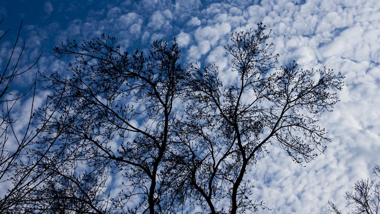 Wallpaper tree, branches, clouds