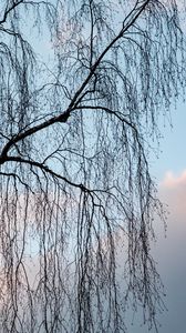 Preview wallpaper tree, branches, clouds, sky