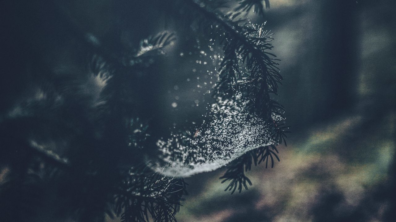 Wallpaper tree, branches, cobweb, macro, nature