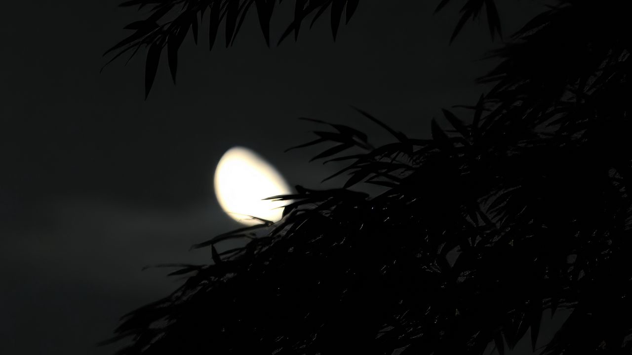 Wallpaper tree, branches, dark, moon, night