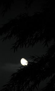 Preview wallpaper tree, branches, dark, moon, night