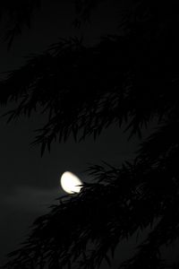 Preview wallpaper tree, branches, dark, moon, night