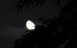 Preview wallpaper tree, branches, dark, moon, night