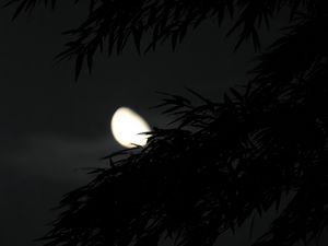 Preview wallpaper tree, branches, dark, moon, night