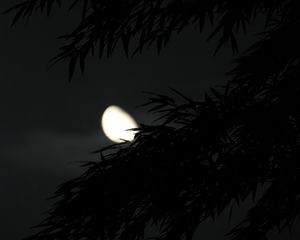 Preview wallpaper tree, branches, dark, moon, night