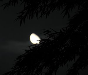 Preview wallpaper tree, branches, dark, moon, night
