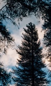 Preview wallpaper tree, branches, dark, needles, prickly