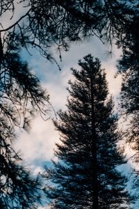 Preview wallpaper tree, branches, dark, needles, prickly