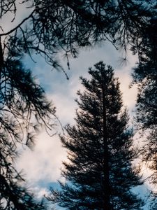 Preview wallpaper tree, branches, dark, needles, prickly