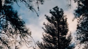 Preview wallpaper tree, branches, dark, needles, prickly