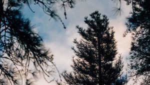 Preview wallpaper tree, branches, dark, needles, prickly