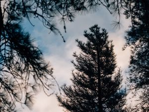 Preview wallpaper tree, branches, dark, needles, prickly