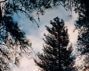 Preview wallpaper tree, branches, dark, needles, prickly