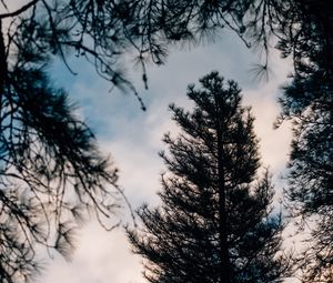 Preview wallpaper tree, branches, dark, needles, prickly