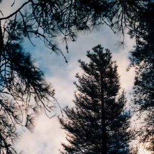 Preview wallpaper tree, branches, dark, needles, prickly