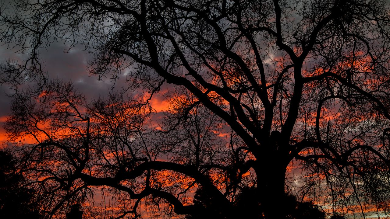 Wallpaper tree, branches, dark, sky, twilight