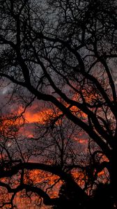 Preview wallpaper tree, branches, dark, sky, twilight