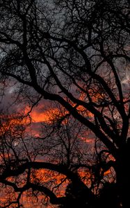 Preview wallpaper tree, branches, dark, sky, twilight