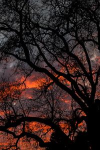 Preview wallpaper tree, branches, dark, sky, twilight
