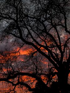 Preview wallpaper tree, branches, dark, sky, twilight
