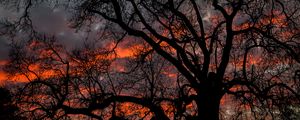 Preview wallpaper tree, branches, dark, sky, twilight