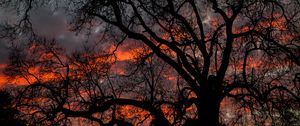 Preview wallpaper tree, branches, dark, sky, twilight