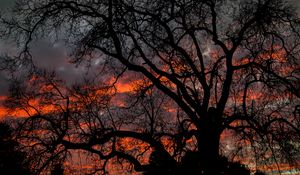 Preview wallpaper tree, branches, dark, sky, twilight