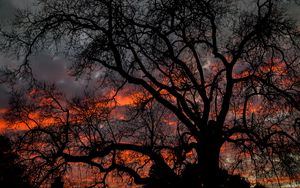 Preview wallpaper tree, branches, dark, sky, twilight