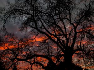 Preview wallpaper tree, branches, dark, sky, twilight