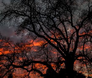 Preview wallpaper tree, branches, dark, sky, twilight