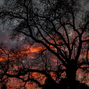 Preview wallpaper tree, branches, dark, sky, twilight