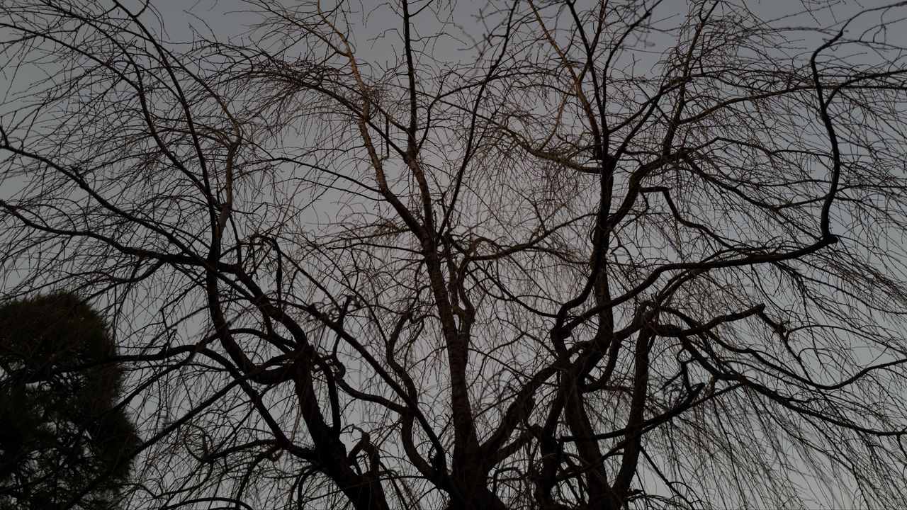 Wallpaper tree, branches, dark, plant