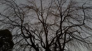 Preview wallpaper tree, branches, dark, plant