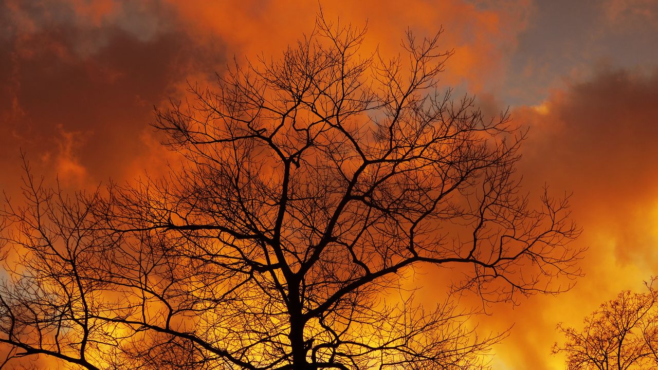 Wallpaper tree, branches, dawn, sky, clouds, autumn