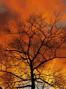 Preview wallpaper tree, branches, dawn, sky, clouds, autumn